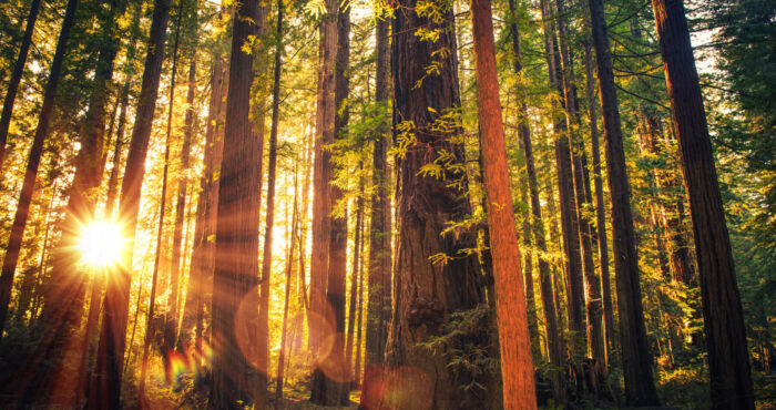 Redwoods image